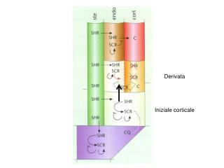 Derivata Iniziale corticale