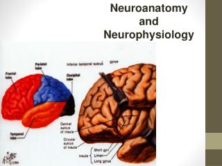 Neuroanatomy and Neurophysiology