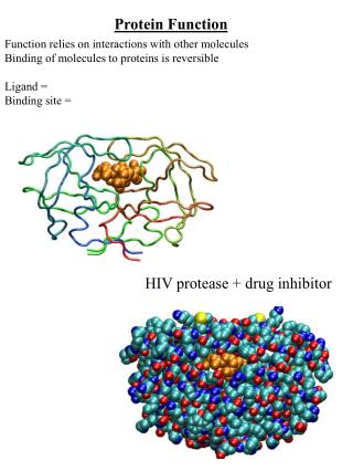 Protein Function