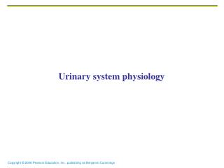Urinary system physiology
