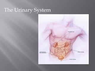 The Urinary System