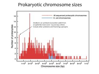 Prokaryotic chromosome sizes