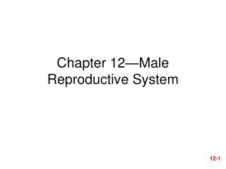 Chapter 12—Male Reproductive System