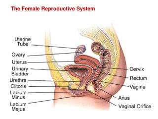 The Female Reproductive System