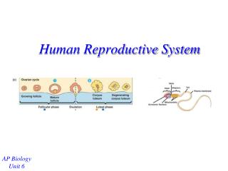 Human Reproductive System