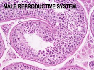 MALE REPRODUCTIVE SYSTEM