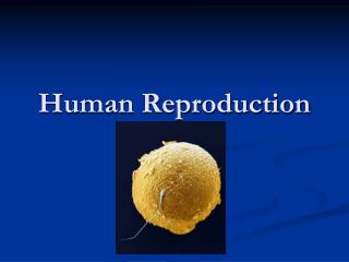 Human Reproduction