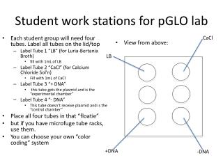 Student work stations for pGLO lab