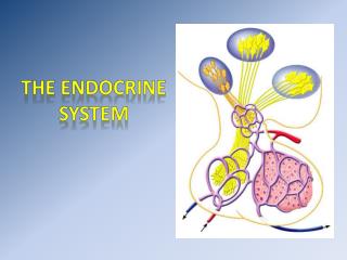 The endocrine system