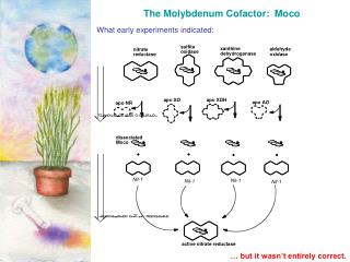 The Molybdenum Cofactor: Moco