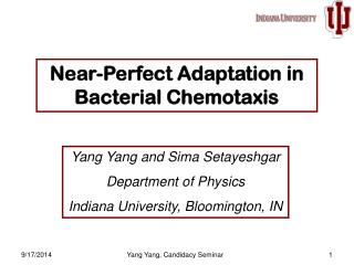 Near-Perfect Adaptation in Bacterial Chemotaxis