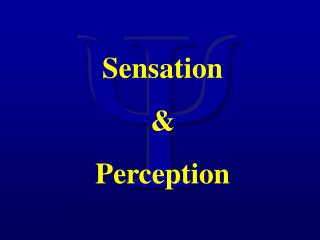 Sensation &amp; Perception