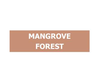 MANGROVE FOREST