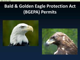 Bald & Golden Eagle Protection Act (BGEPA) Permits