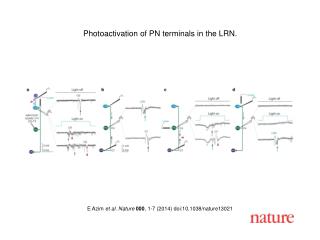 E Azim et al. Nature 000 , 1-7 (2014) doi:10.1038/nature13021