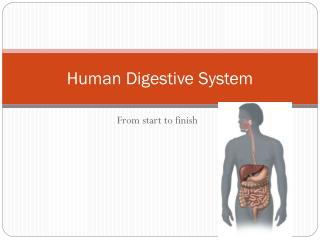 Human Digestive System