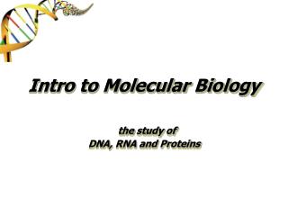 Intro to Molecular Biology the study of DNA, RNA and Proteins