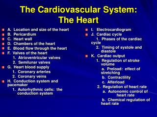 The Cardiovascular System: The Heart