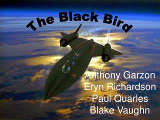 The Black Bird