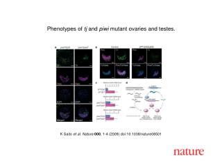 K Saito et al. Nature 000 , 1 - 4 (2009) doi:10.1038/nature08 501