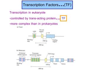 Transcription Factors … (TF)