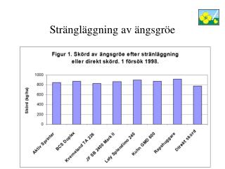 Strängläggning av ängsgröe