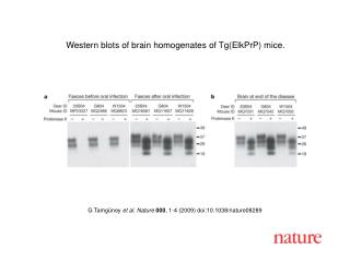 G Tamgüney et al. Nature 000 , 1 - 4 (2009) doi:10.1038/nature08 289