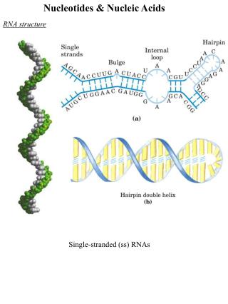 Nucleotides &amp; Nucleic Acids