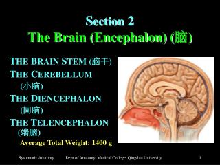 S ection 2 The Brain (Encephalon) ( 脑 )