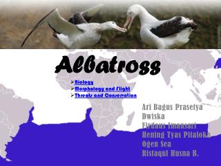 Albatross