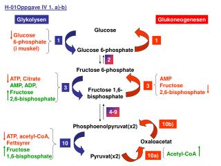 Glucose Glucose 6-phosphate Fructose 6-phosphate Fructose 1,6-bisphosphate Phosphoenolpyruvat(x2)