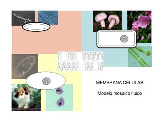 MEMBRANA CELULAR Modelo mosaico fluido