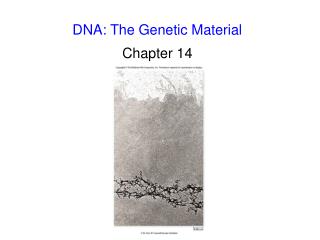 DNA: The Genetic Material