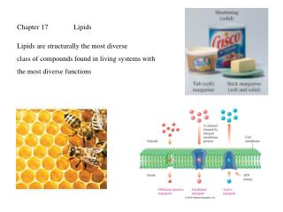 Chapter 17	Lipids