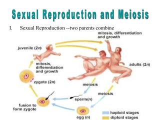 Sexual Reproduction and Meiosis