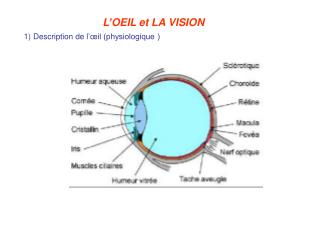 L’OEIL et LA VISION