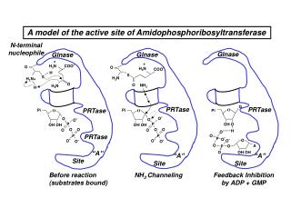 Before reaction (substrates bound)