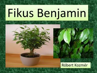 Fikus Benjamin