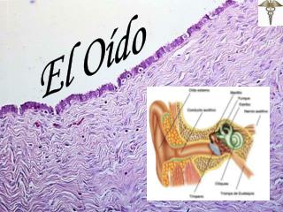 El Oído