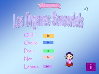 Les Organes Sensoriels