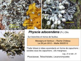 Physcia adscendens (Fr.) Oliv.