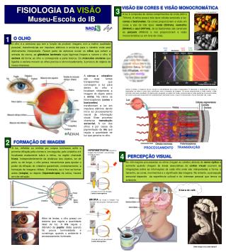 FISIOLOGIA DA VISÃO Museu-Escola do IB