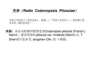 党参（ Radix Codonopssis Pilosulae ）