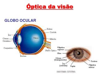 Óptica da visão