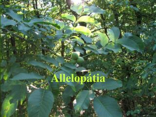 Allelopátia