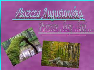 Puszcza Augustowska