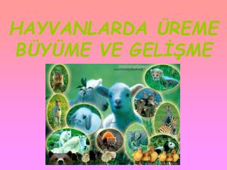 HAYVANLARDA Ü REME B Ü Y Ü ME VE GELİŞME