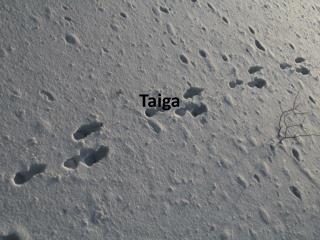 Taiga