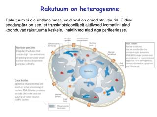 Rakutuum on heterogeenne