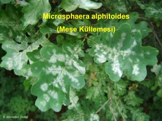 Microsphaera alphitoides (Meşe Küllemesi)